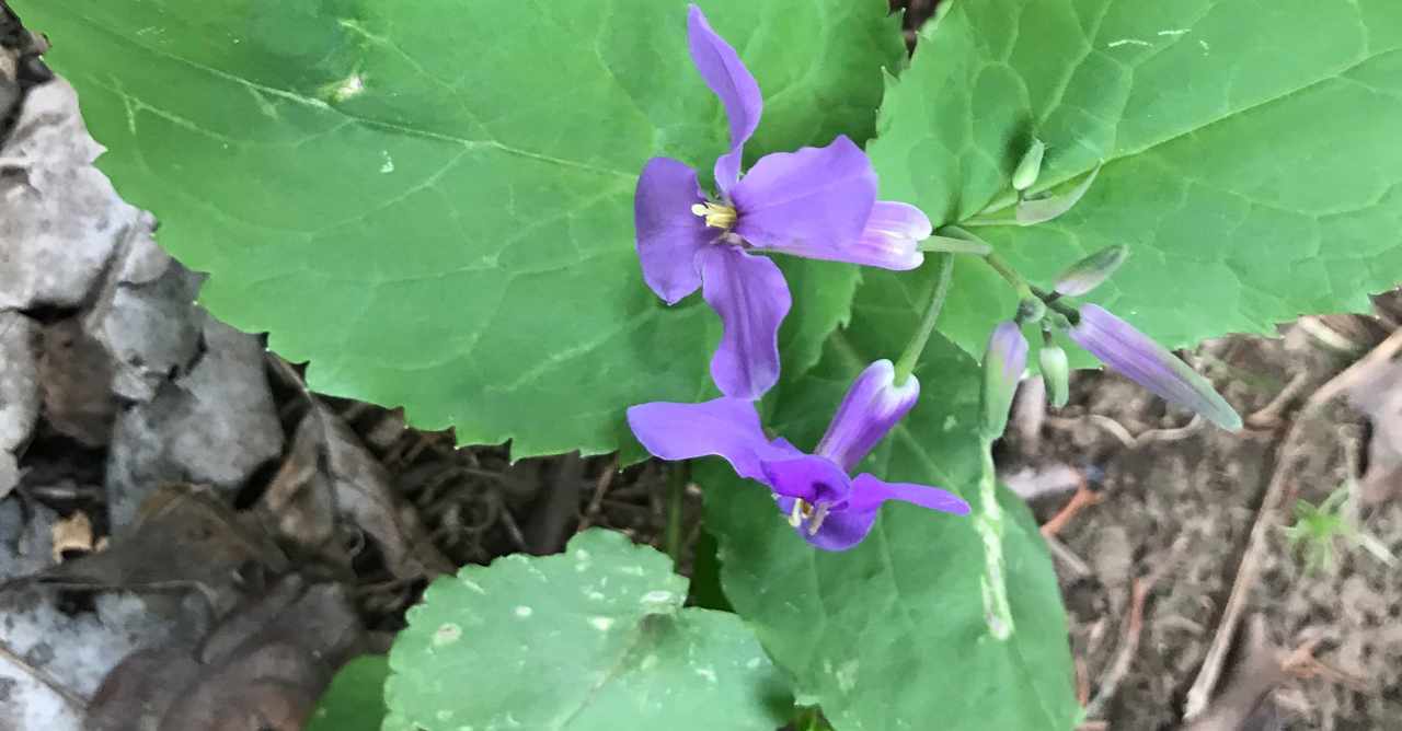 ムラサキハナナ の新着タグ記事一覧 Note つくる つながる とどける