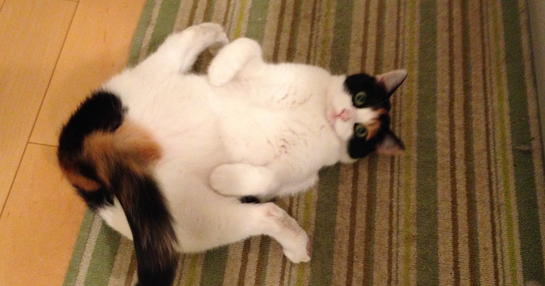 猫は遊びを様式化する 読む猫 Note 猫は遊びを様式化する 読む猫 Note