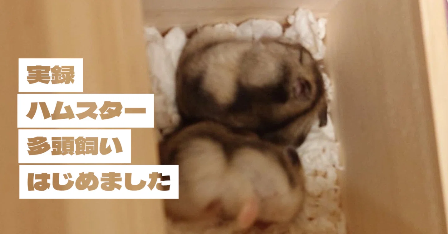 実録】多頭飼い─ジャンガリアン姉妹をお迎えするまで｜“じゃがとぺ