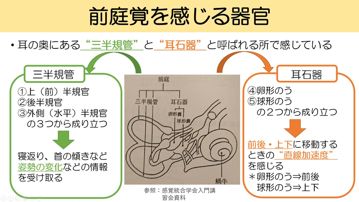 ”自覚しにくい感覚”→前庭感覚とは??~発達に必要な感覚を押えよう!~|作業くん
