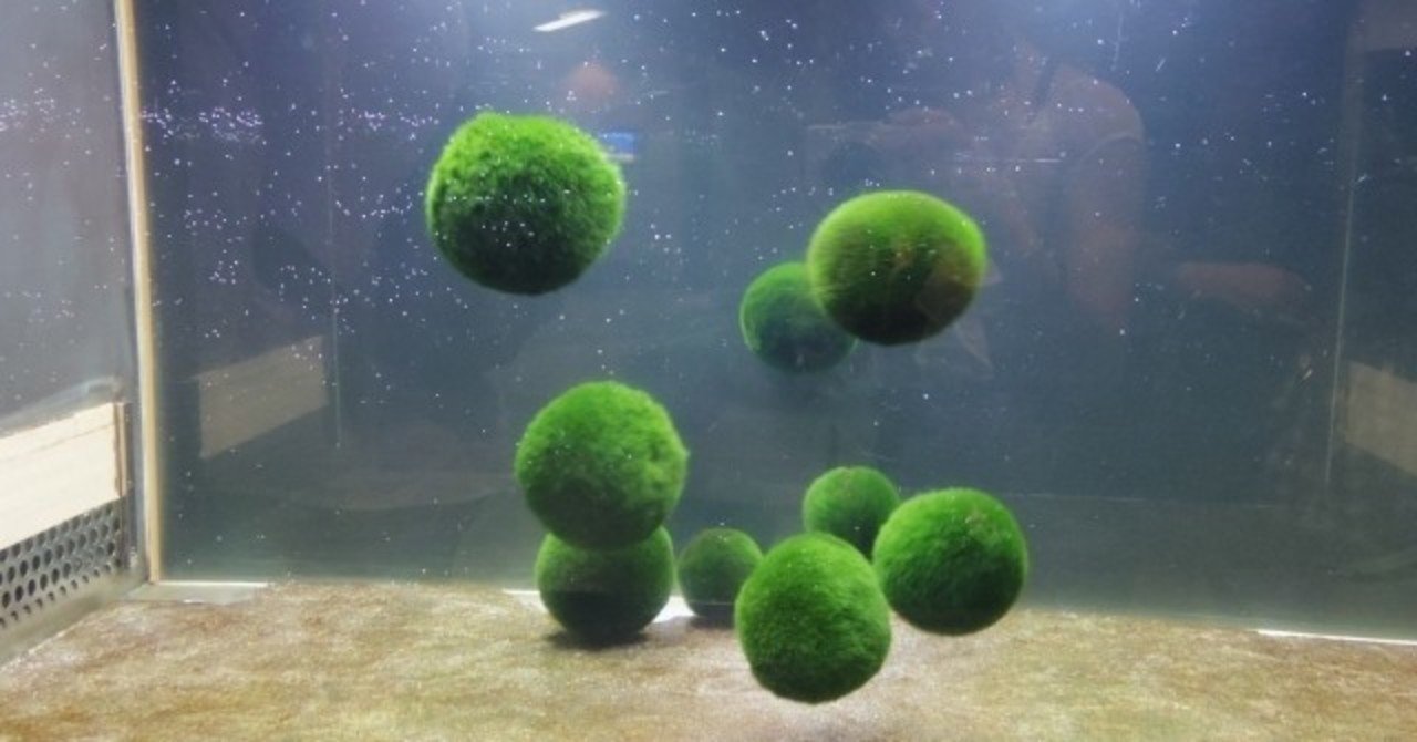 阿寒湖のマリモが天然記念物なのに売られているのは ニセモノだから 3 29はマリモの日 オモシロなんでも雑学 公式 Note