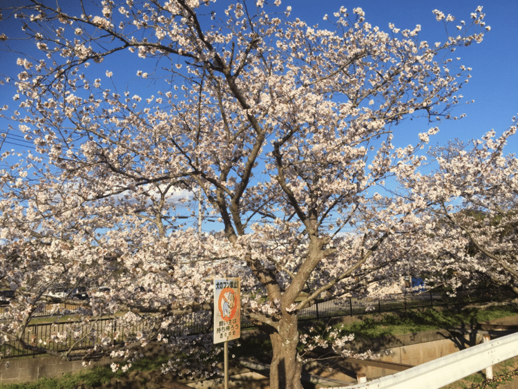 近所のドブ川にて 2020.

古着のセレクトショップやってます
→https://beatnikbeat.net

#桜 #サクラ #古着 #古着屋 #少しマニアックな古着屋 #ユーズド #ヴィンテージ #アメカジ #セレクトショップ #beatnikbeat #ビートニクビート