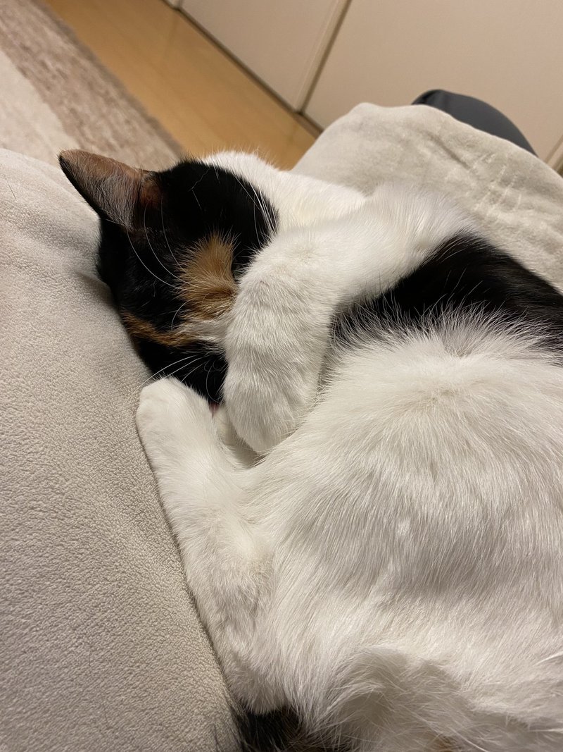 猫は遊びを様式化する 読む猫 Note 猫は遊びを様式化する 読む猫 Note