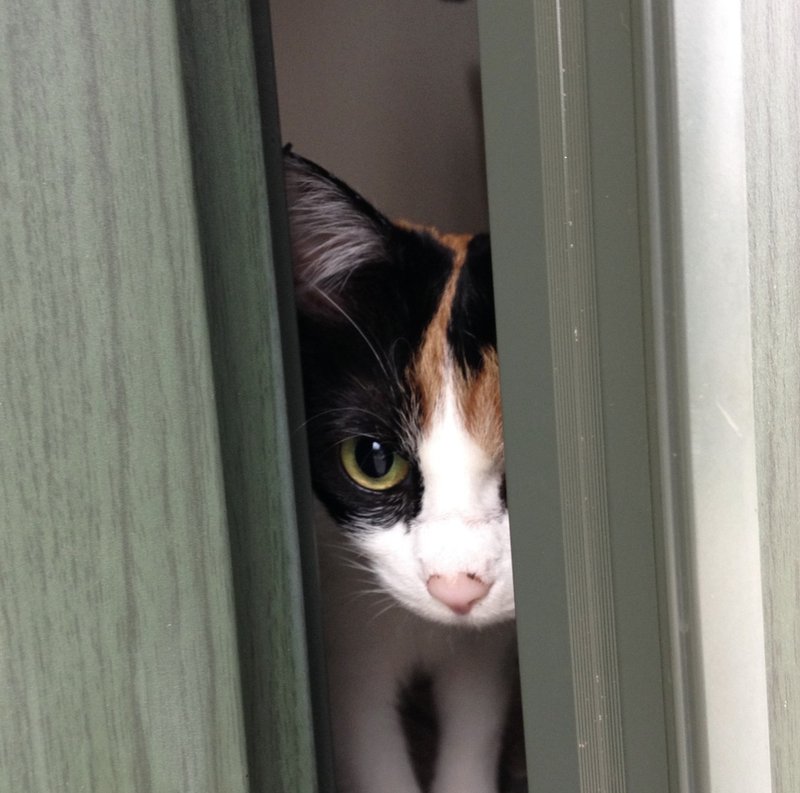 猫は遊びを様式化する 読む猫 Note 猫は遊びを様式化する 読む猫 Note