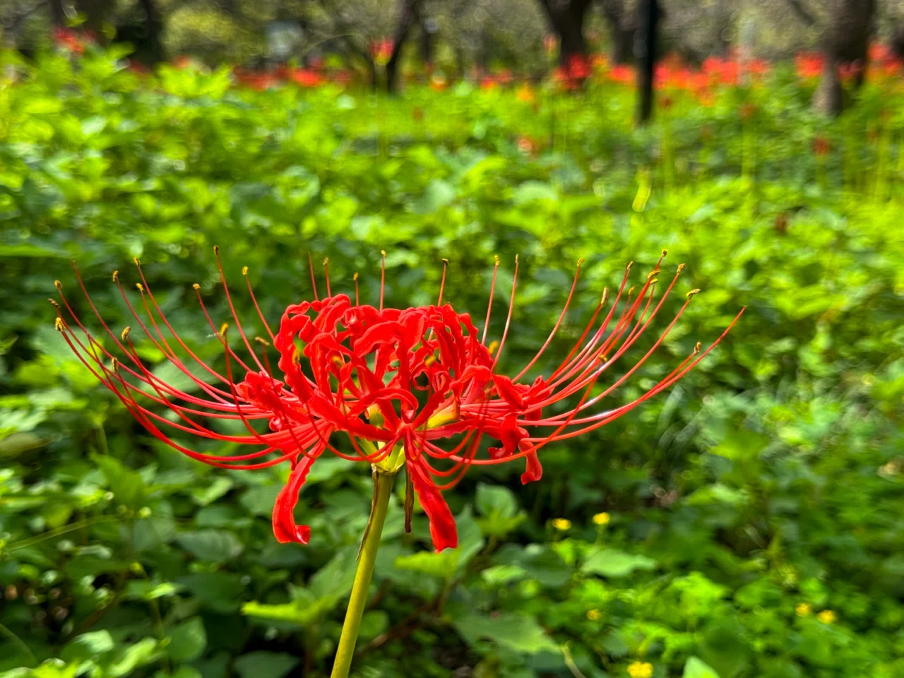 Strolling] Burning Red Spider Lilies🔥 Kyodo no Mori is a Nature