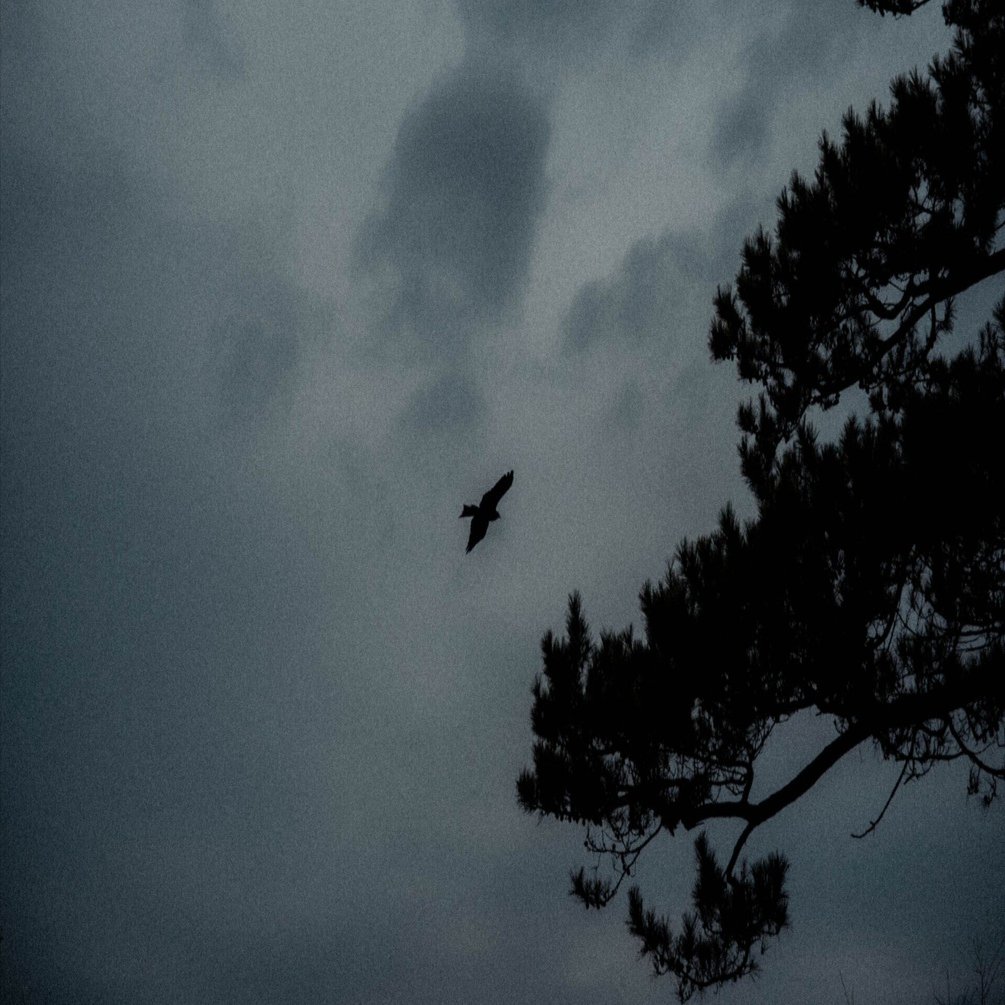 SNS映えな写真に疲れた人へ─上田義彦展が教えてくれる写真の本質