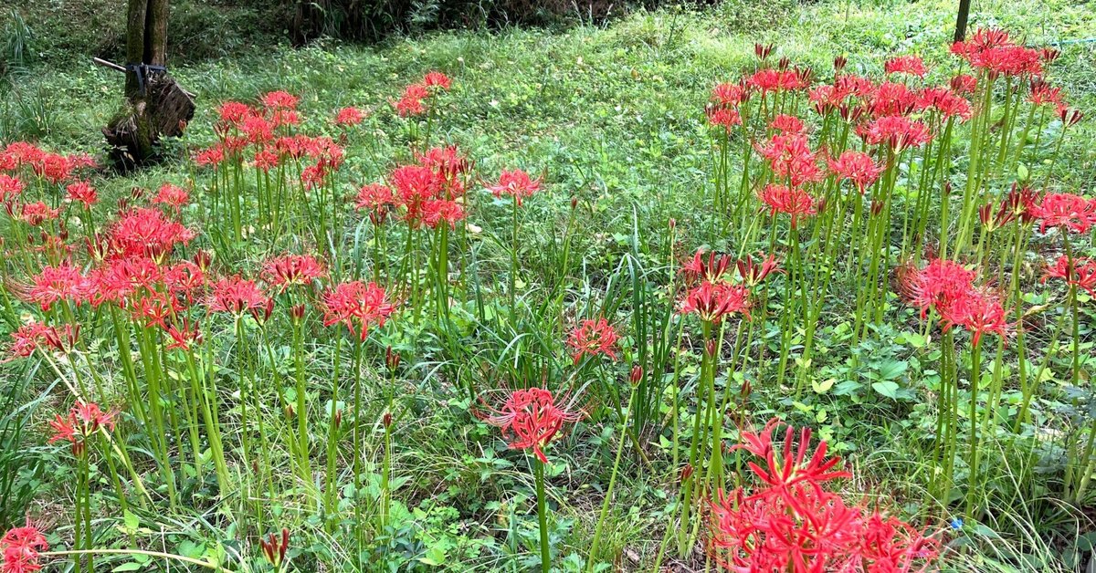 彼岸花と草刈りの日🌿 山で見つけた秋の気配｜山の小リス