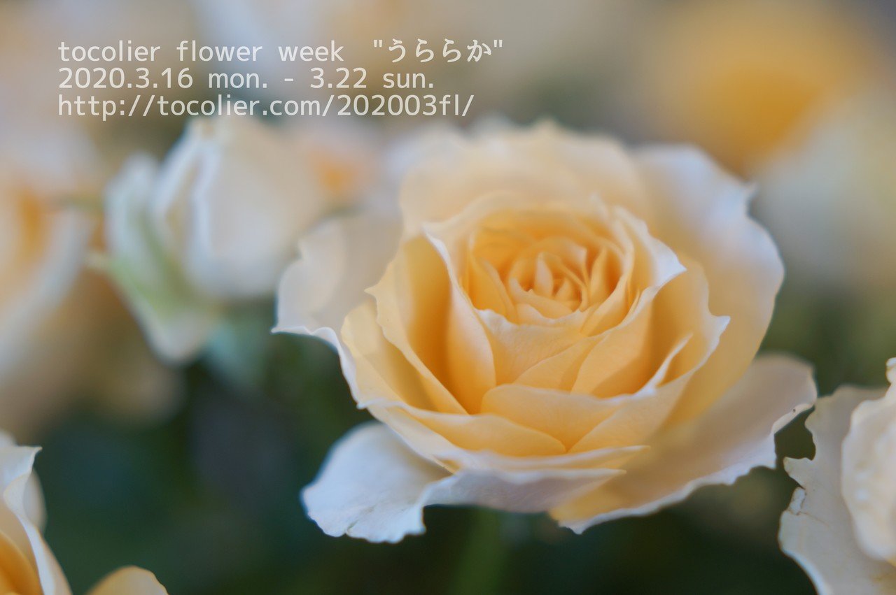3月の花紹介 スプレーバラ サラ Tocolier Note
