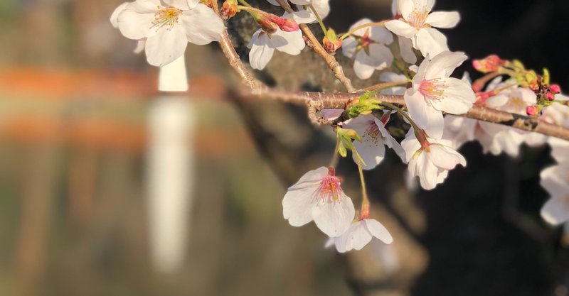 伊達のイオンモール出店について ただの大谷 Note