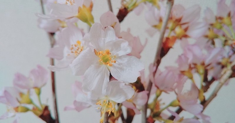 お花見ができない ならば家で桜を楽しめばいい さくらの日に 桜を迎え入れ こば Note お花見ができない ならば家で桜を楽しめばいい さくらの日に 桜を迎え入れ こば Note