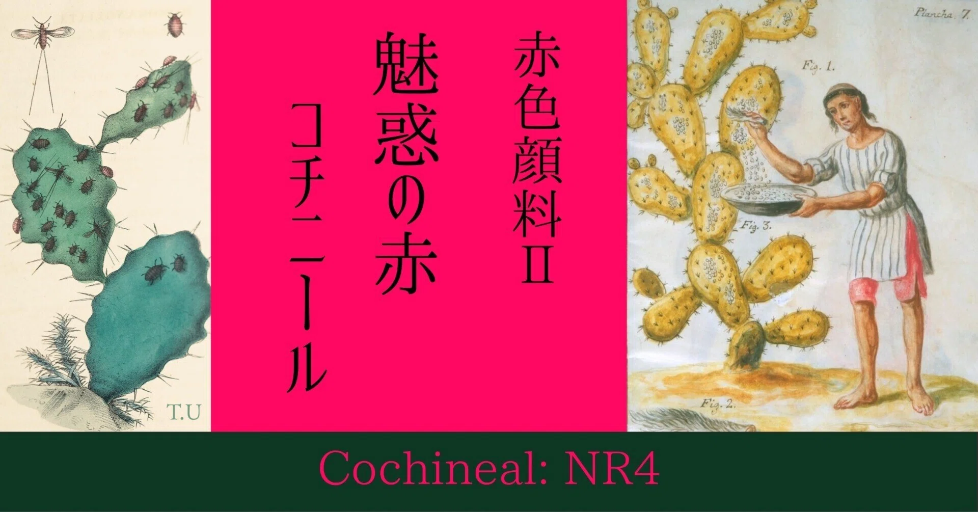 コチニール】魅惑の赤｜EYS大人の美術教室：美術史コース