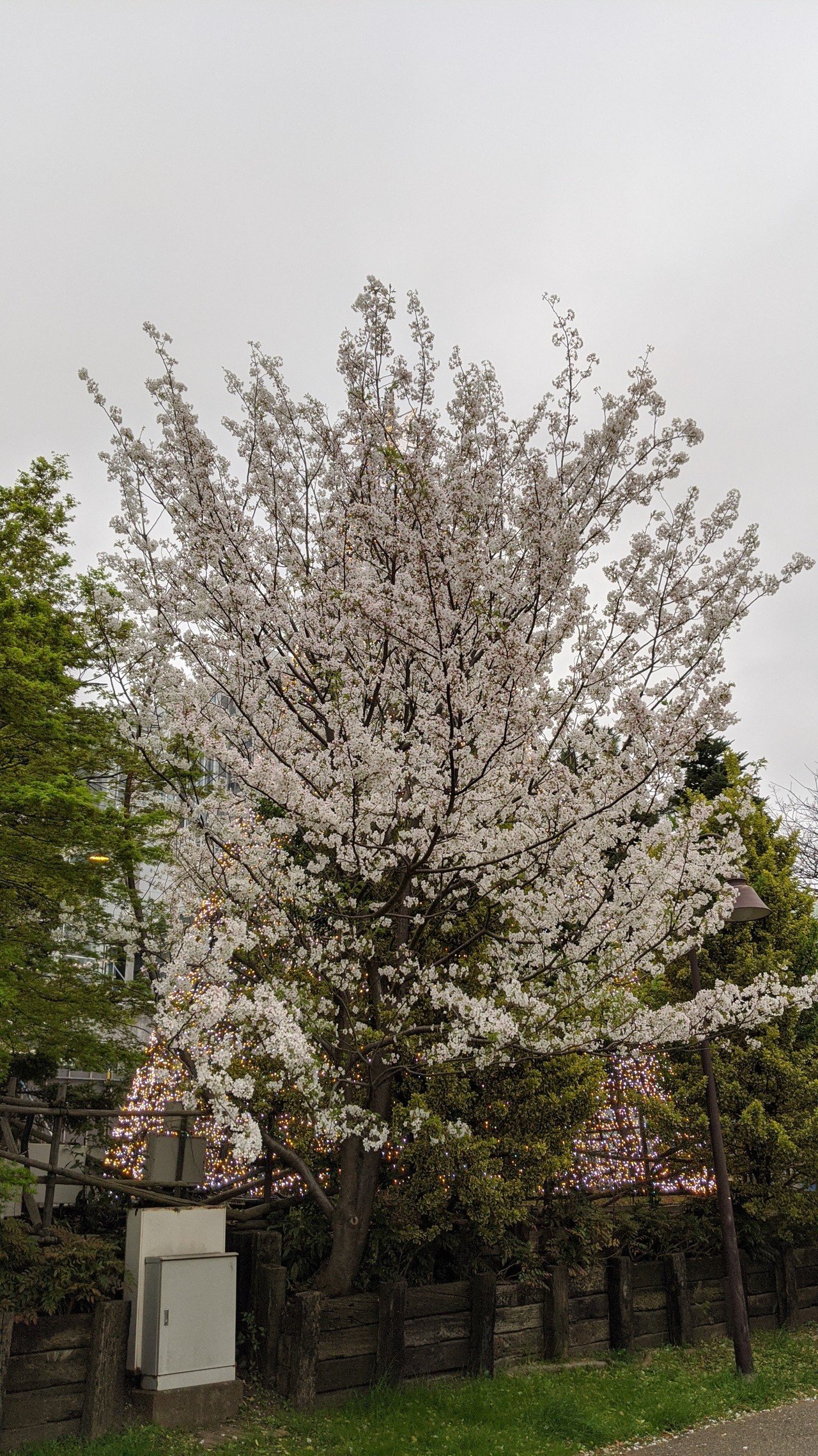 外出自粛時のお台場の桜 Tomoya Note