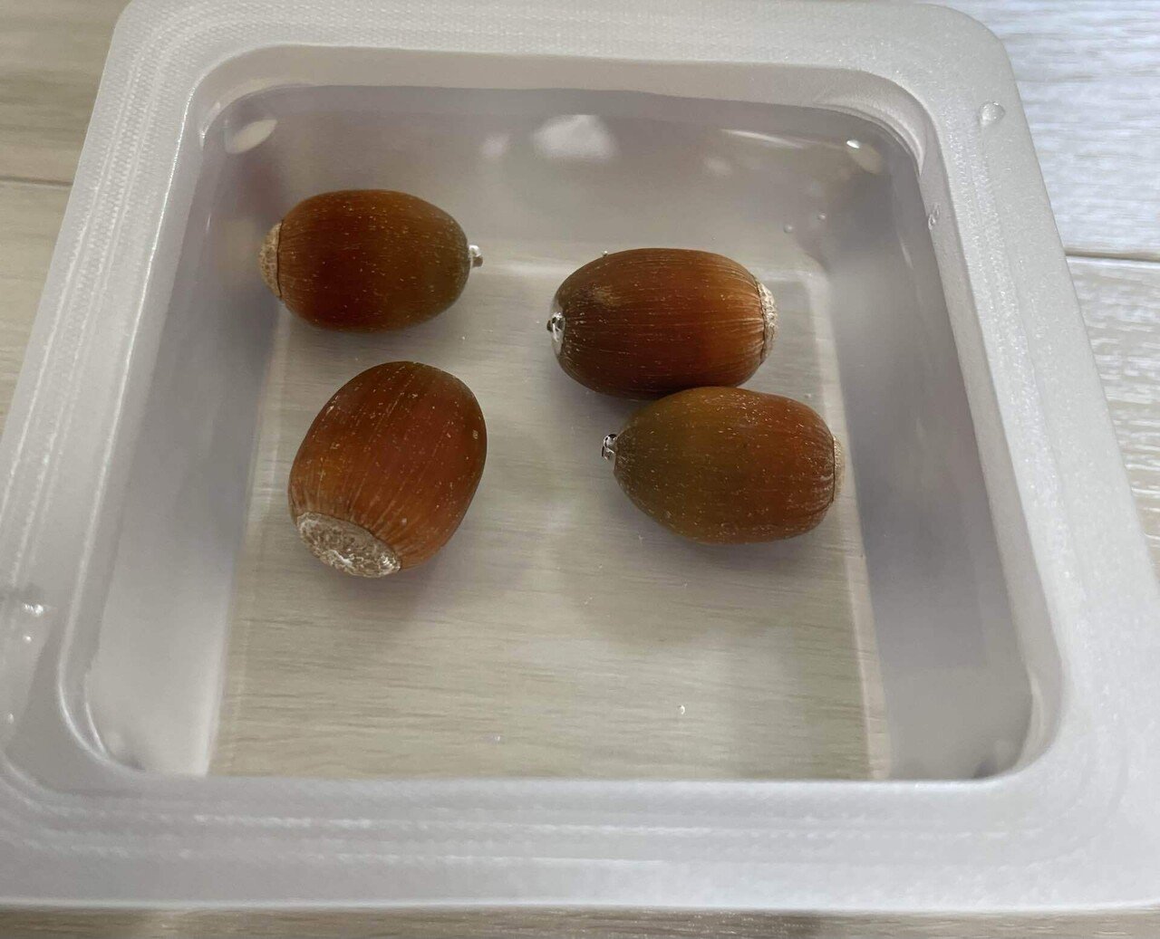 どんぐり植えた日｜拾ったどんぐりを植えてみた｜ゆーすけの園芸日誌