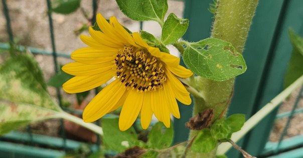 X・Y・O型の花粉ツユクサ｜くますけ｜自然ガイド・クリエイター