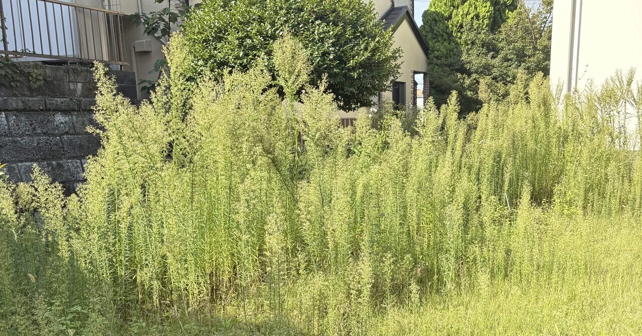 Mowing Ragweed-type Weeds That Have Grown to Child-Height and Hay Fever ...