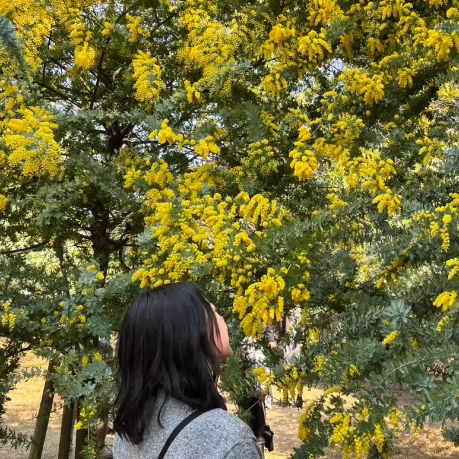 コハ