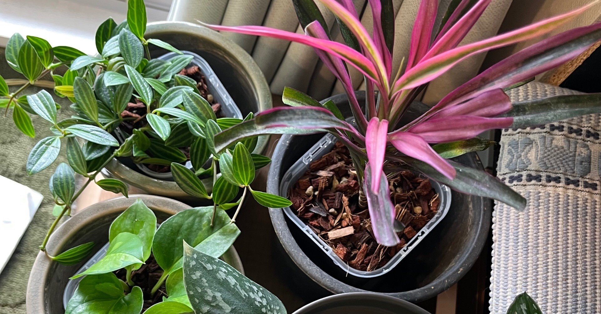 ドラセナかコルジリネか を確認｜Strelitzia