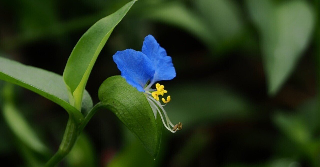 ツユクサ｜Chizuru