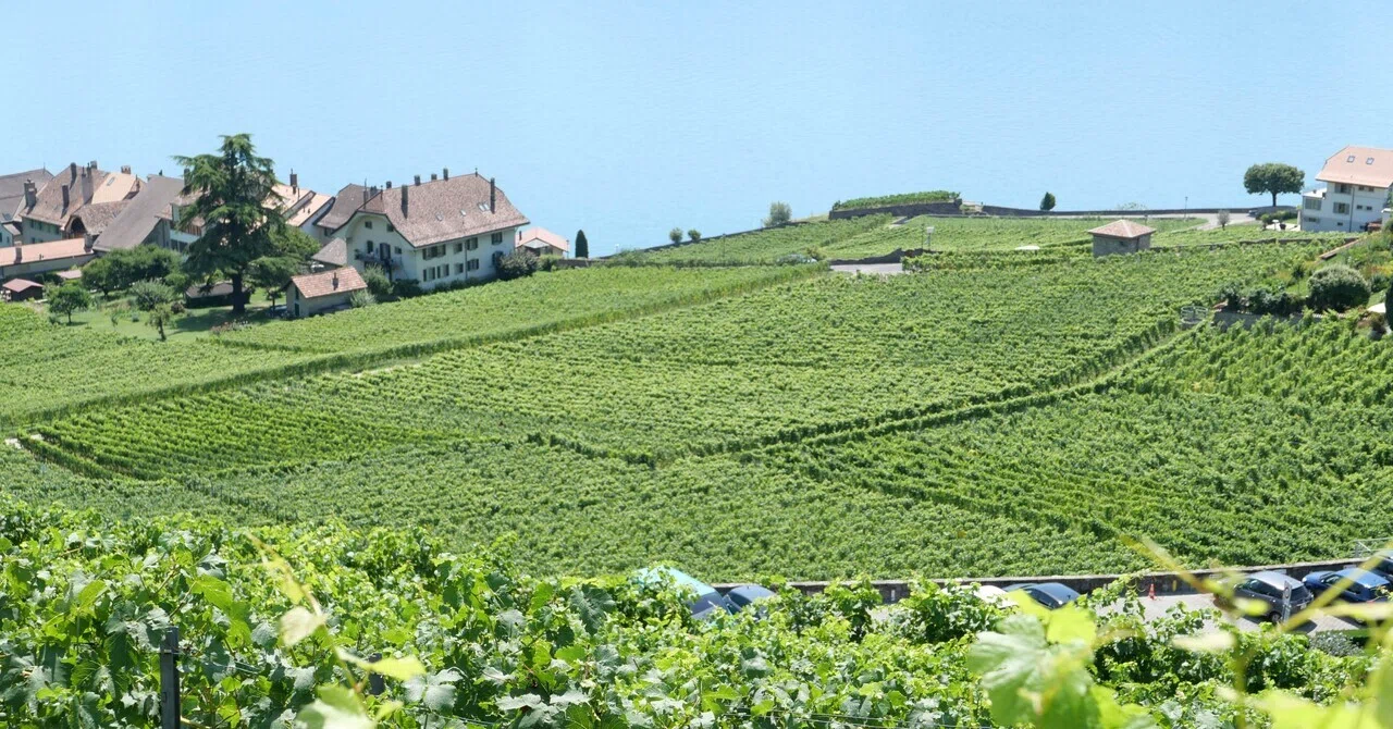 スイス旅🇨🇭】世界遺産のぶどう畑🍇ラヴォー地区のハイキングおすすめ