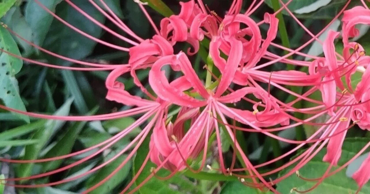 彼岸花 今日の花#42 彼岸花｜ジャスミンティータイム