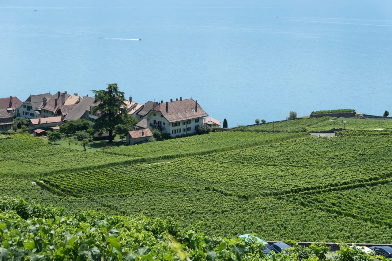 スイス旅🇨🇭】世界遺産のぶどう畑🍇ラヴォー地区のハイキングおすすめ