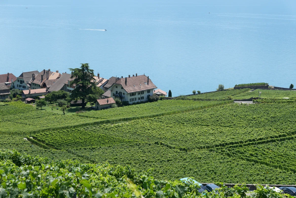 スイス旅🇨🇭】世界遺産のぶどう畑🍇ラヴォー地区のハイキングおすすめ