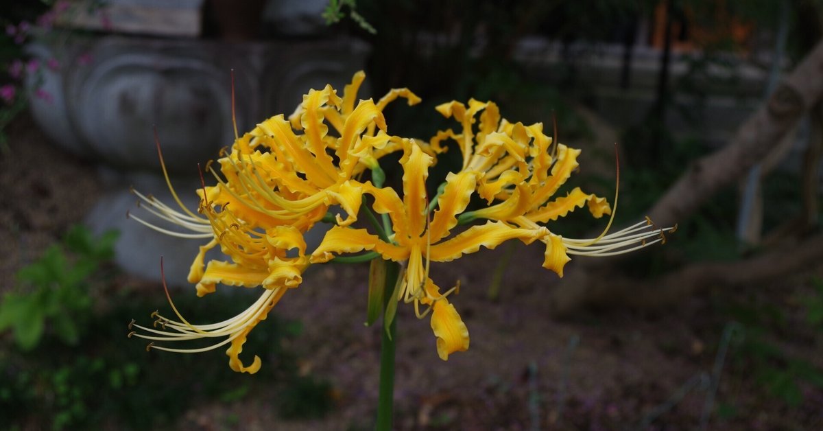 もみ様　曼珠沙華・大判草・たね 61EY3QmiqNL._UF1000,1000_QL80_.jpg