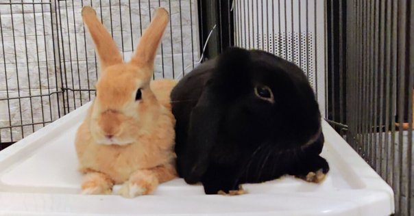 アルパカうさぎ B.B.FAT うさぎ 大 ロップイヤー ピンク ぬいぐるみ アルパカ