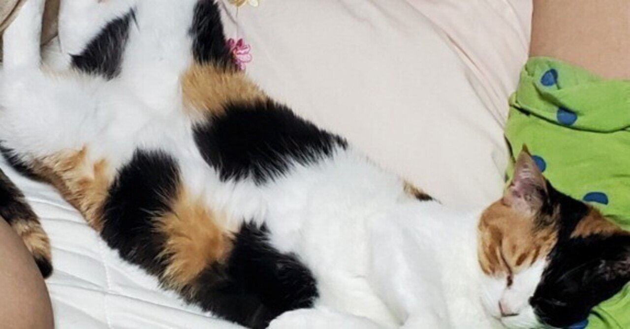 某サイドイベントのデッキを考えてみた｜まさきち/M.Shimbara