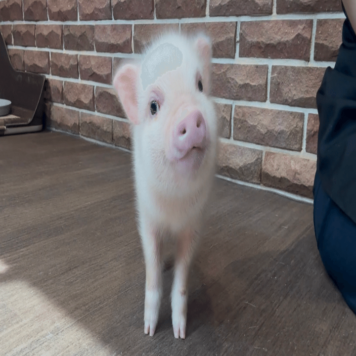 ♡PIGちゃん専用♡ 006【ベビ日記】手のひらサイズからカフェデビューまで🐽｜pignic