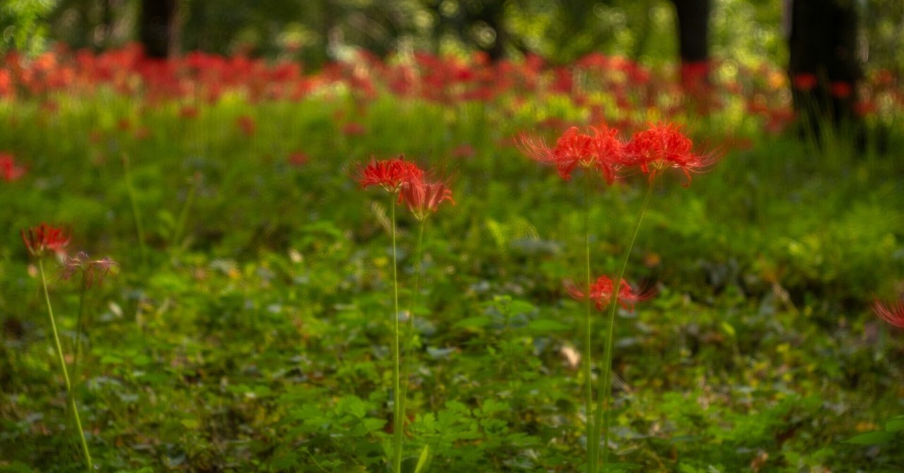 彼岸花　2024WS公認球２個セット 🌄彼岸花電車2025 Cluster amaryllis and train at dusk