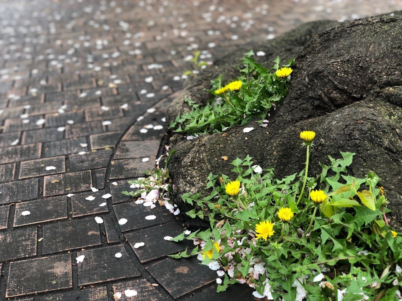たんぽぽ日和'は'しあわせ日和'―森乃おと『たんぽぽの秘密』（雷鳥社