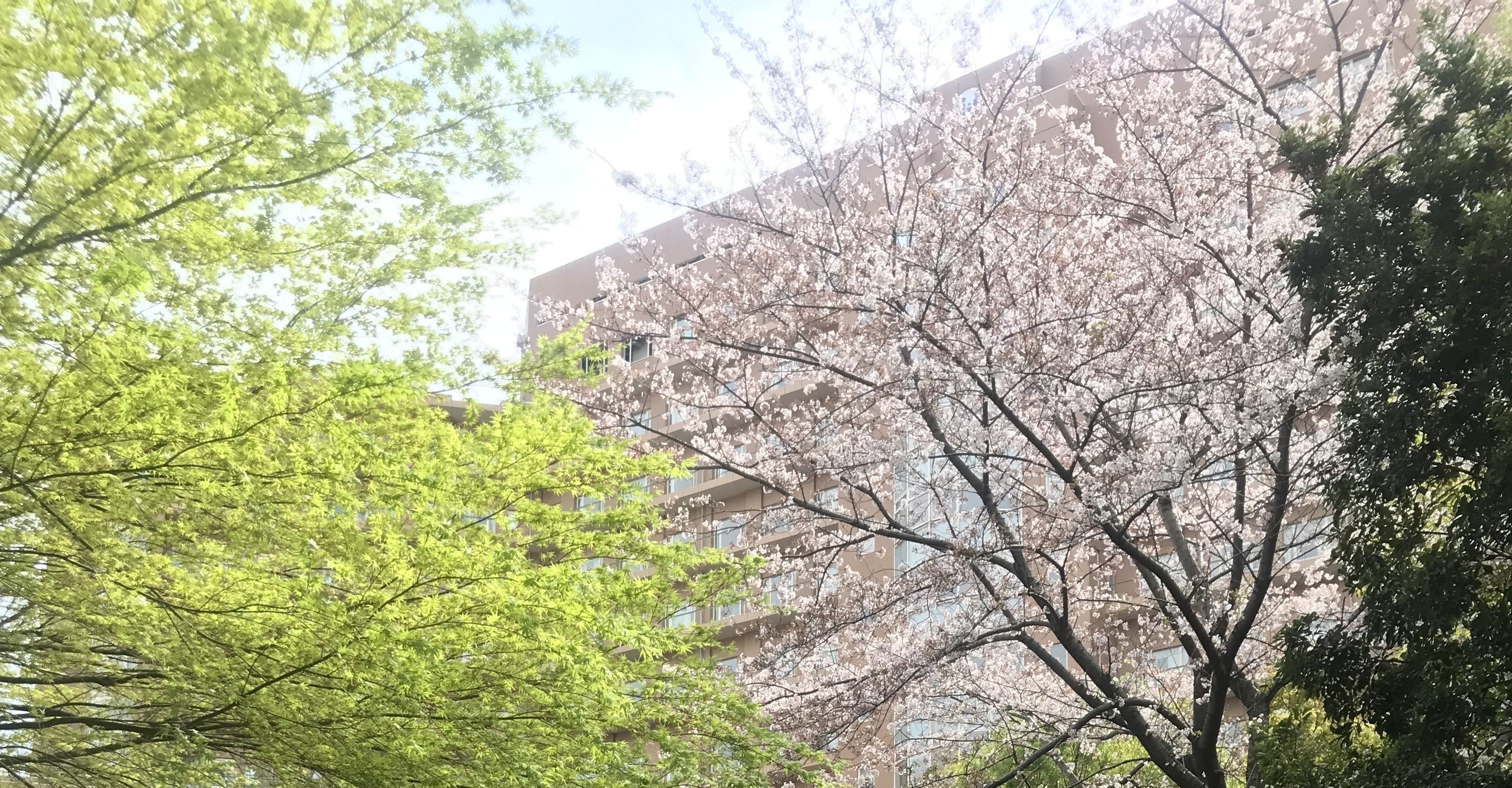 うつ 閉鎖病棟入院体験記 Akiko Note うつ 閉鎖病棟入院体験記 Akiko Note