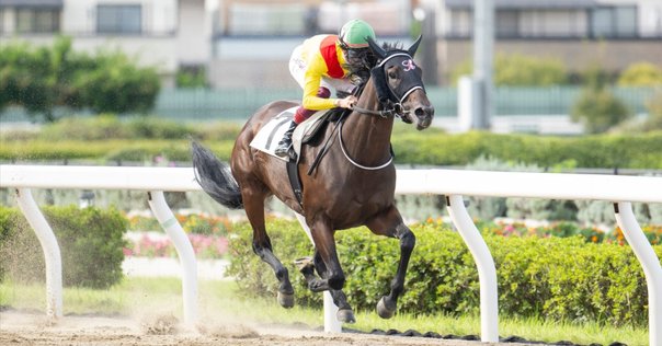 一口馬主生活「エクラドネージュのアイドルホース！」 ｜ギア