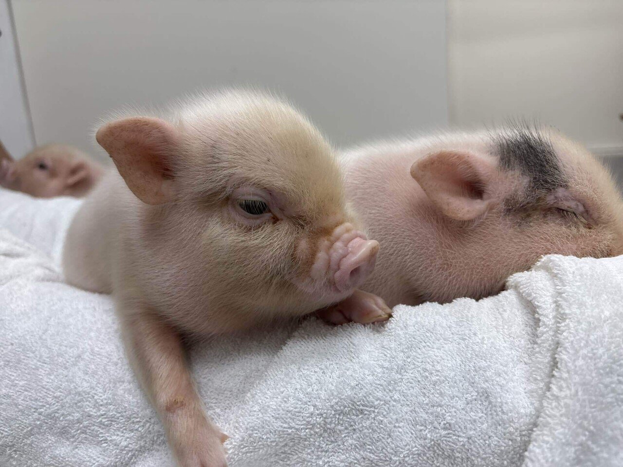 006【ベビ日記】手のひらサイズからカフェデビューまで🐽｜pignic