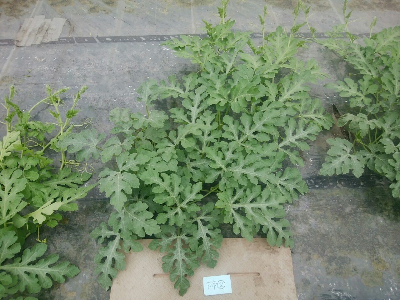 スイカのつる引き 2回目 オオハラケイ 鳥取で新規就農 Note スイカのつる引き 2回目 オオハラケイ 鳥取で新規就農 Note