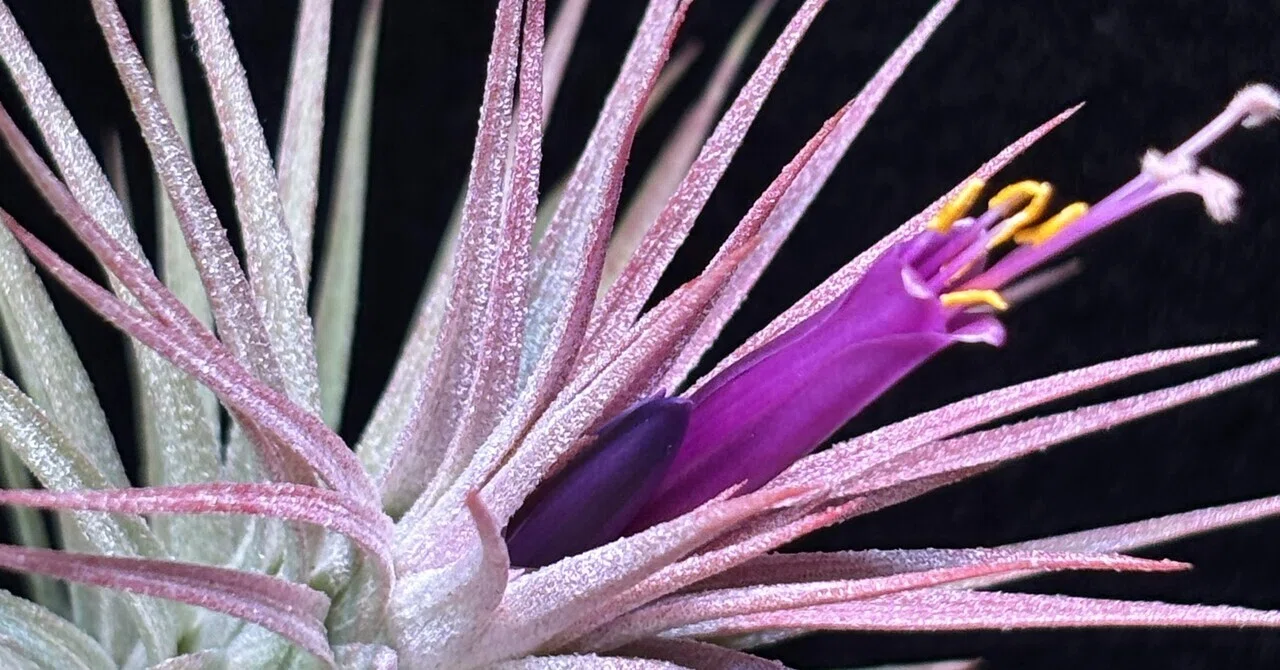 Domingo's Charm'(funckiana x ionantha var.van-hyningii) from Jerry