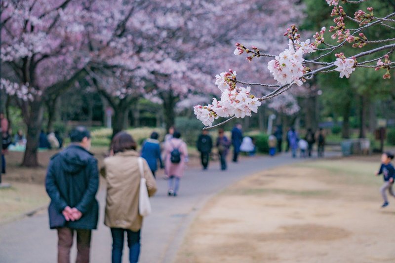 20190329 都内桜撮影-20