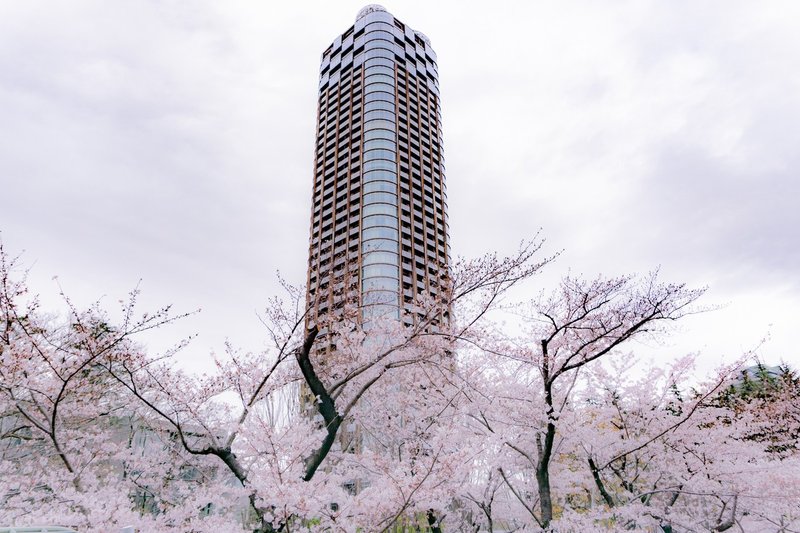 20190329 都内桜撮影-66