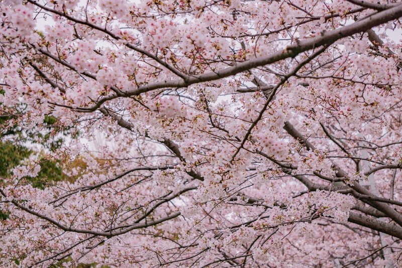 20190329 都内桜撮影-64