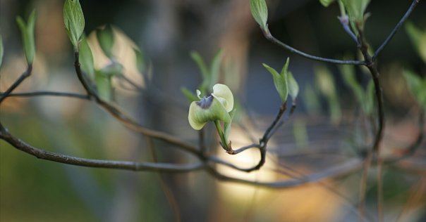 足元の小宇宙 ~生命を見つめる植物写真家~ 埴沙萠｜STARLET