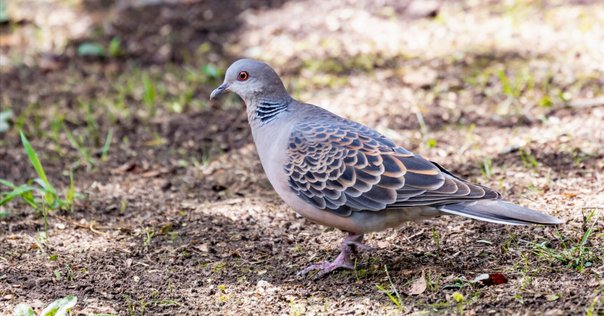 星野源 「Eureka」｜DiscLover