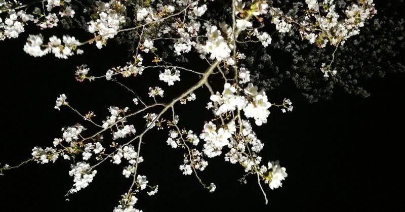 桜🌸2020年　⑴さくらの山