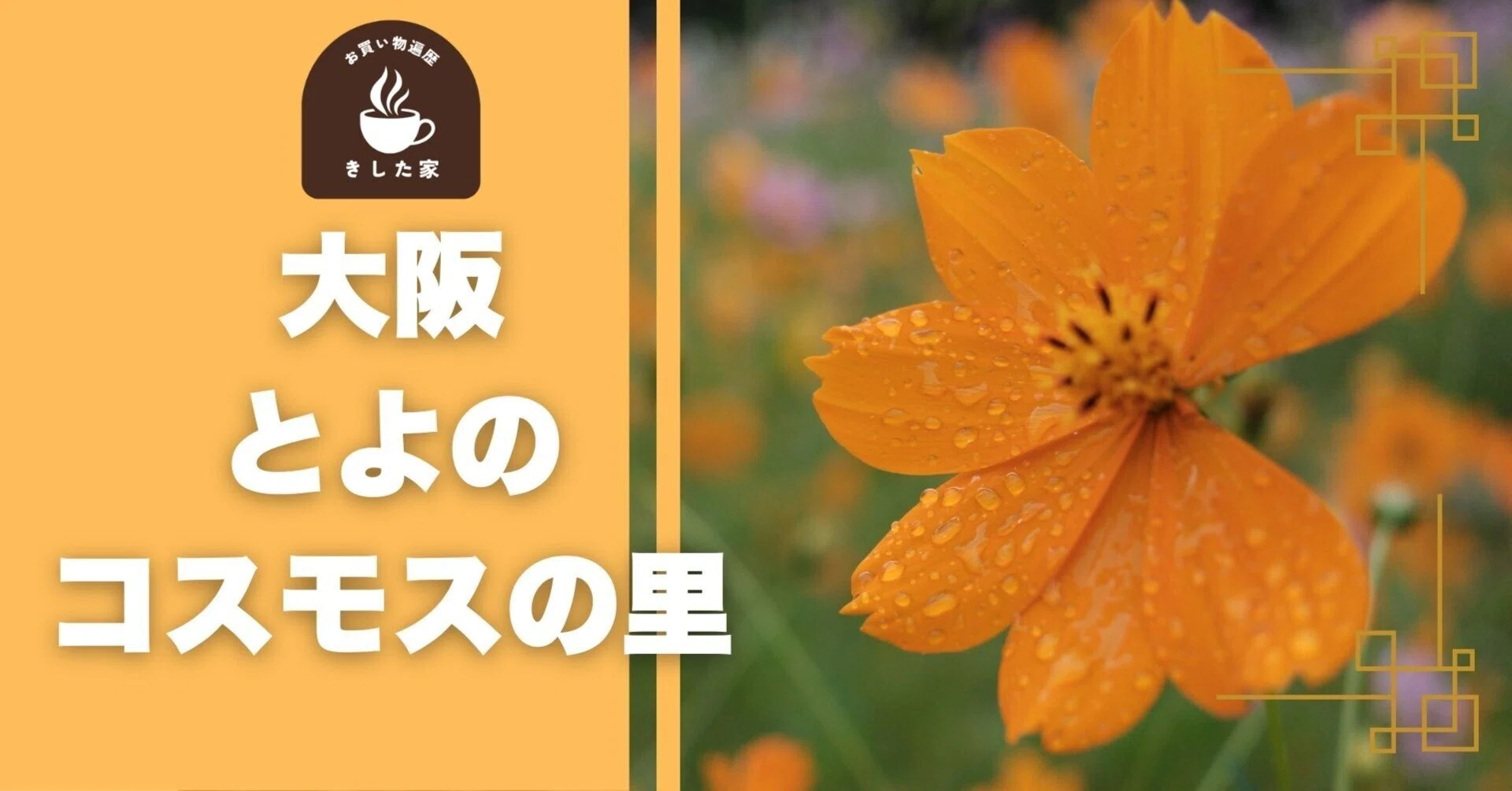作例あり】Sony α7rVとFUJIFILM X-E5、とよのコスモスの里で撮り比べ