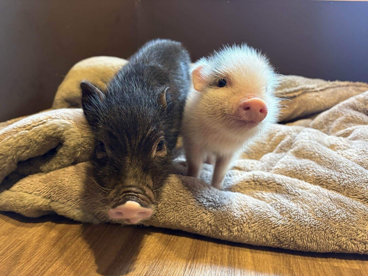 006【ベビ日記】手のひらサイズからカフェデビューまで🐽｜pignic