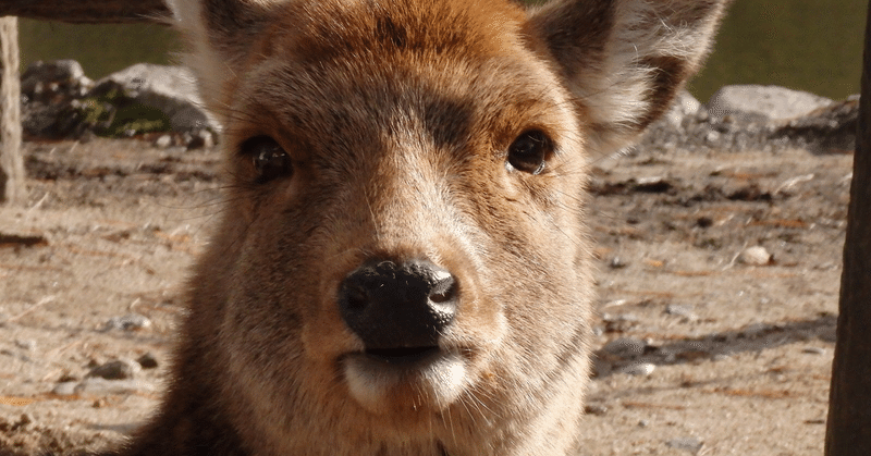 鹿、それは近くて遠い生き物