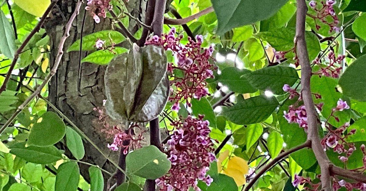 merimreroさん専用です。スターフルーツ大型苗木。ゴレンシ。秋咲き