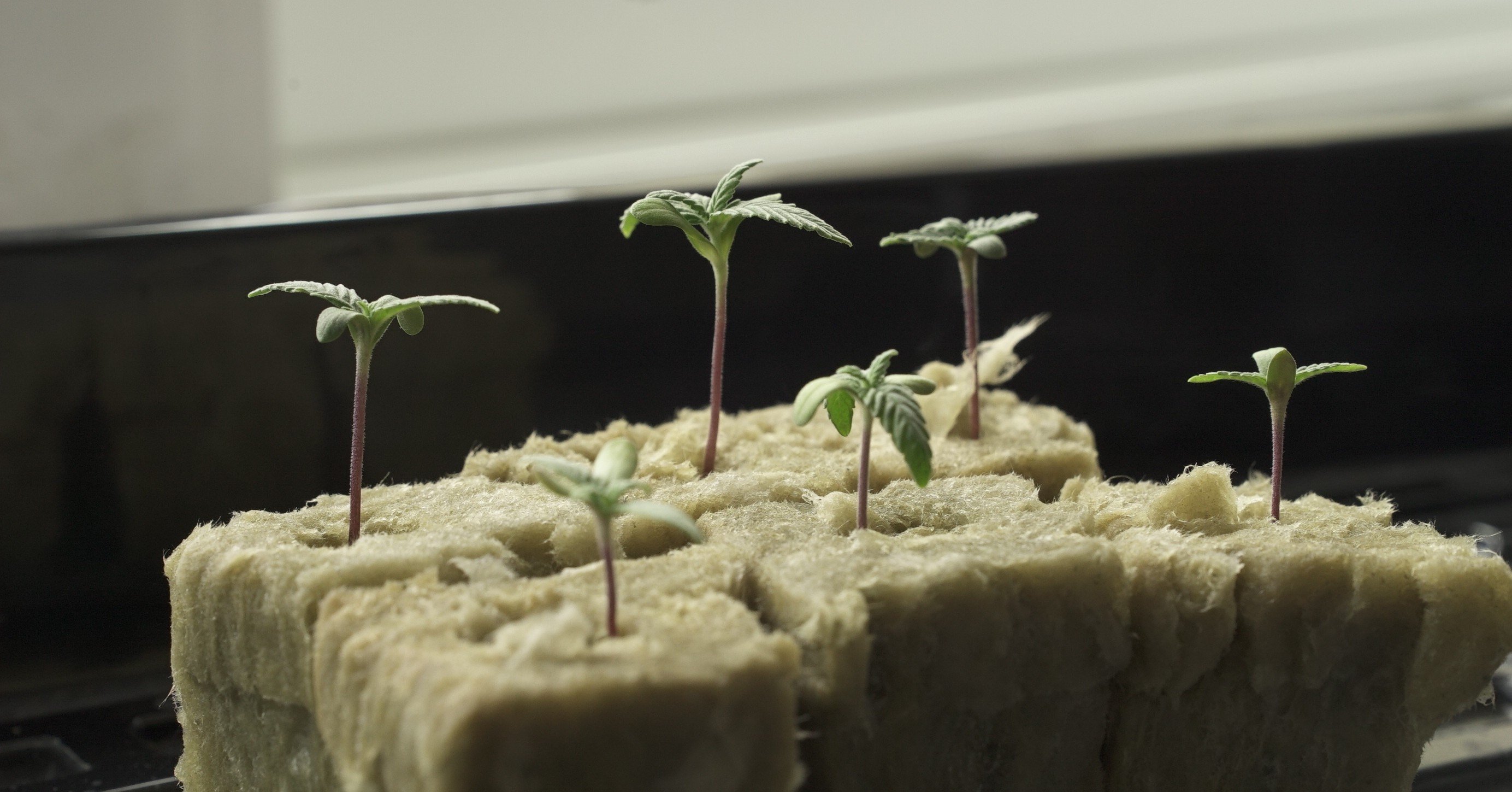 大麻の育て方 種から収穫まで Day 1 End Cityさん Note 大麻の育て方 種から収穫まで Day 1 End Cityさん Note