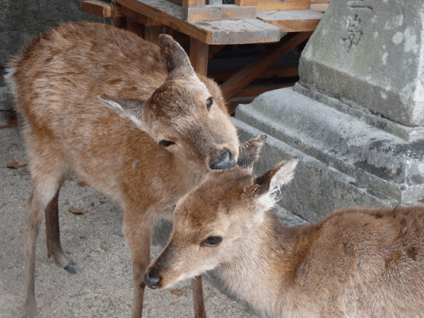鹿 それは近くて遠い生き物 やまざき にんふぇあ Note 鹿 それは近くて遠い生き物 やまざき にんふぇあ Note
