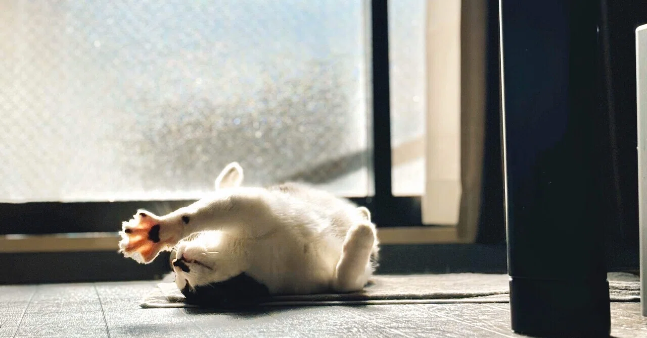 猫さんと私の日常Day27. 写真の中に季節を見出せなくても｜いろ